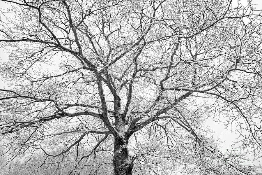 Mighty Oak Photograph by Alana Ranney
