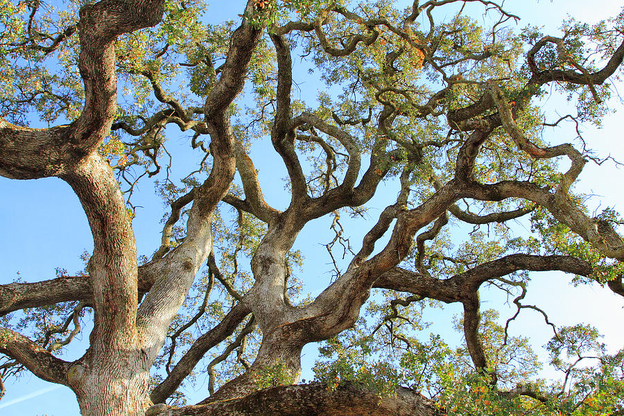 Mighty Oak Photograph By Marland Howard Fine Art America 