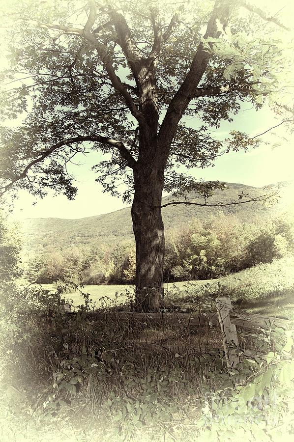 Tree Photograph - Mighty Oak by Mim White