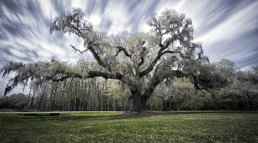 Landscape Photograph - Mighty Oak by Robert Fawcett