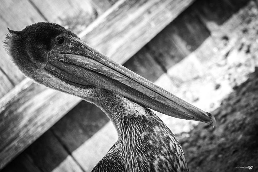 Mighty Pelican  Photograph by Debra Forand
