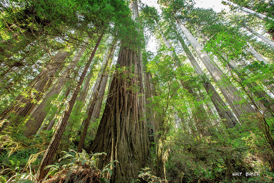 Mighty Redwood Photograph by Walt Baker
