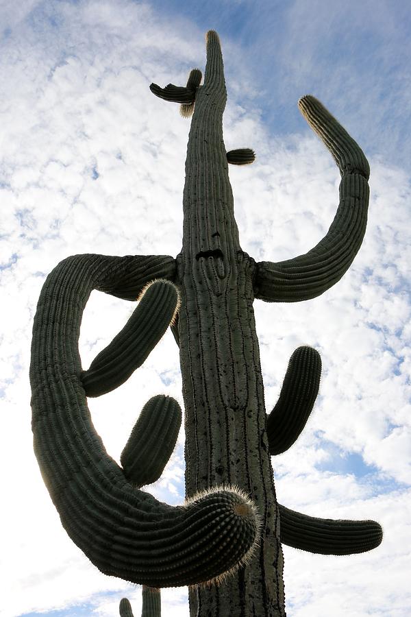 Mighty Saguaro  Photograph by Christy Pooschke