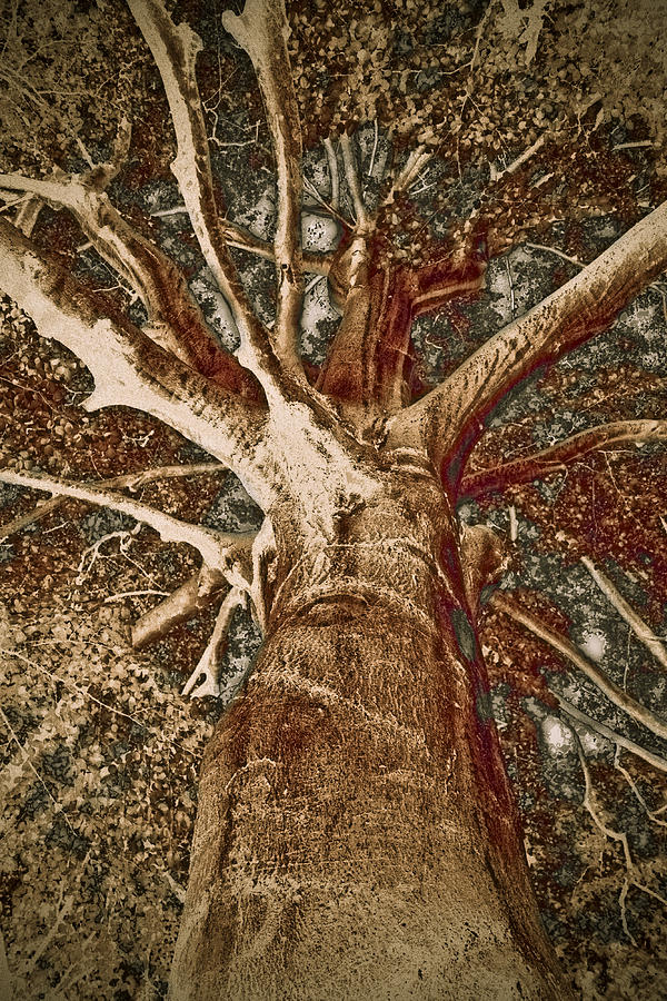 Mighty Tree Painting by Frank Tschakert