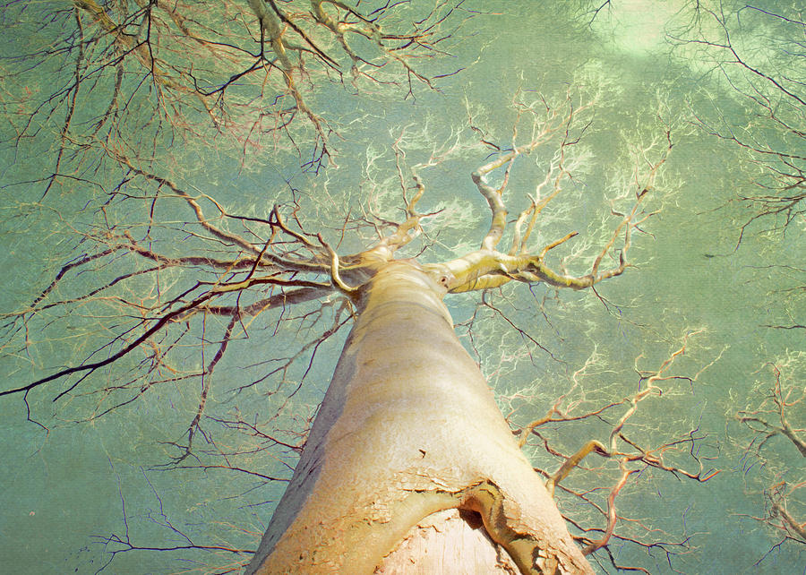 Tree Photograph - Mighty Tree by Hal Halli