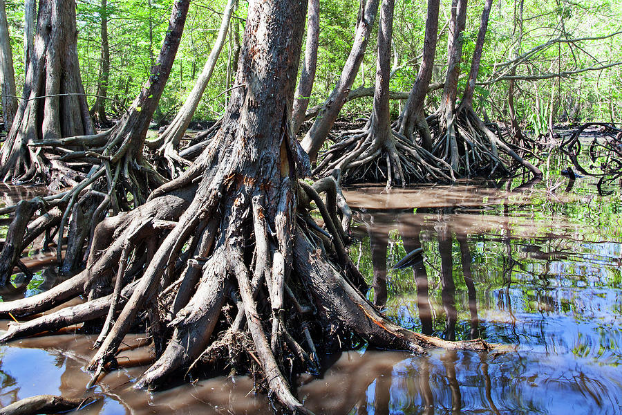 Mighty tree roots in the swamp Photograph by Marc Henderson