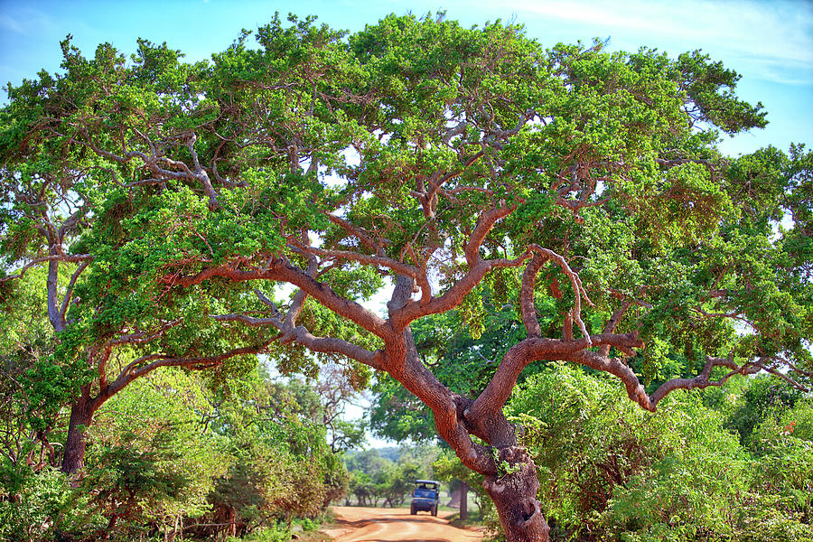 mighty tree with jeep in the Yala Nationalpark on the tropical island Sri Lanka Photograph by Gina Koch