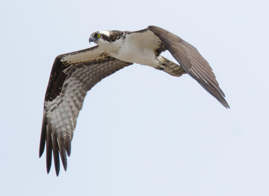 Osprey Photograph - Migrate by Judd Nathan