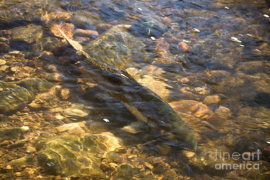 Migrating Chinook Salmon Photograph by Ted Kinsman