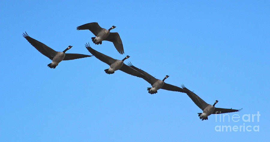 Migrating Geese Photograph by Ann E Robson