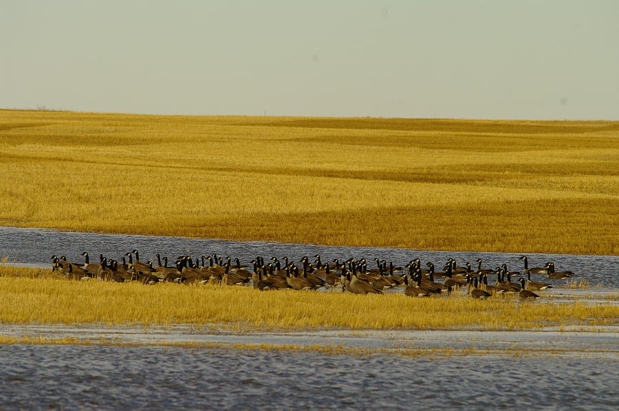 Migrating Geese Photograph by Jeff Swan