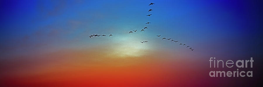  Migrating Geese  Sunset Photograph by Tom Jelen