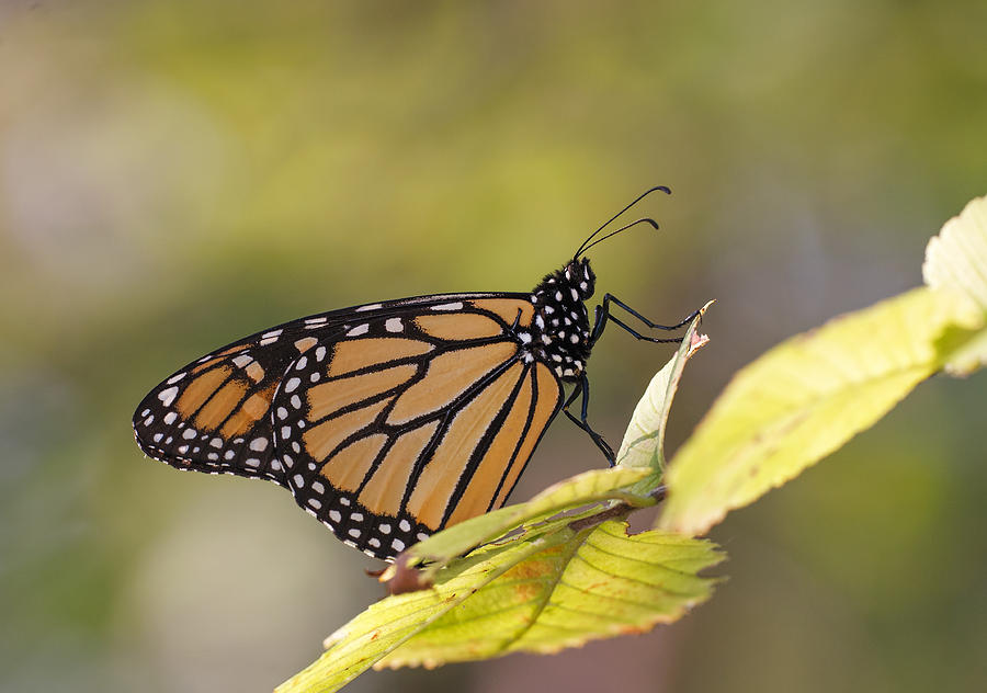 Migrating Monarch Photograph by Jim Zablotny