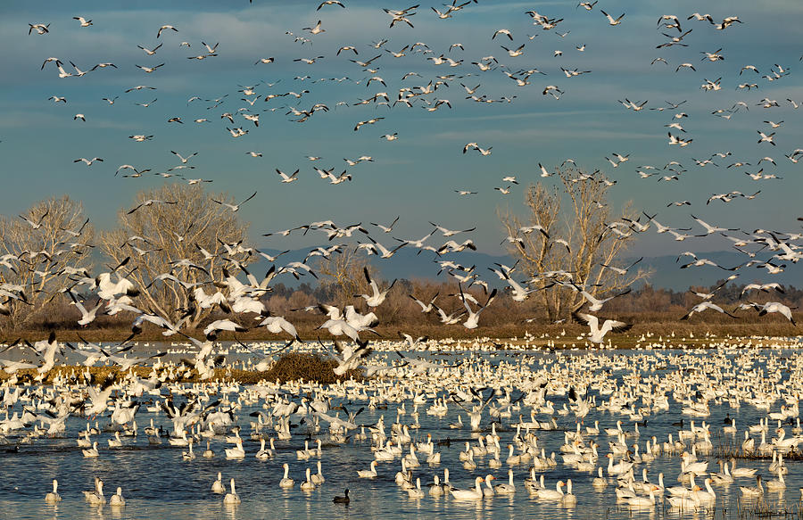 Migrating Snow Geese In Winter Photograph