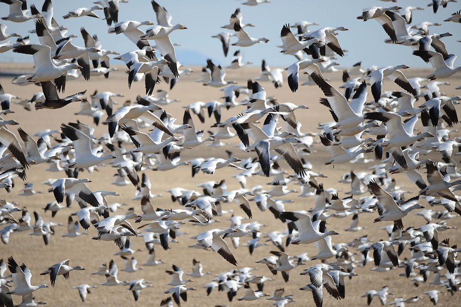 Migrating Snow Geese Photograph by Whispering Peaks Photography