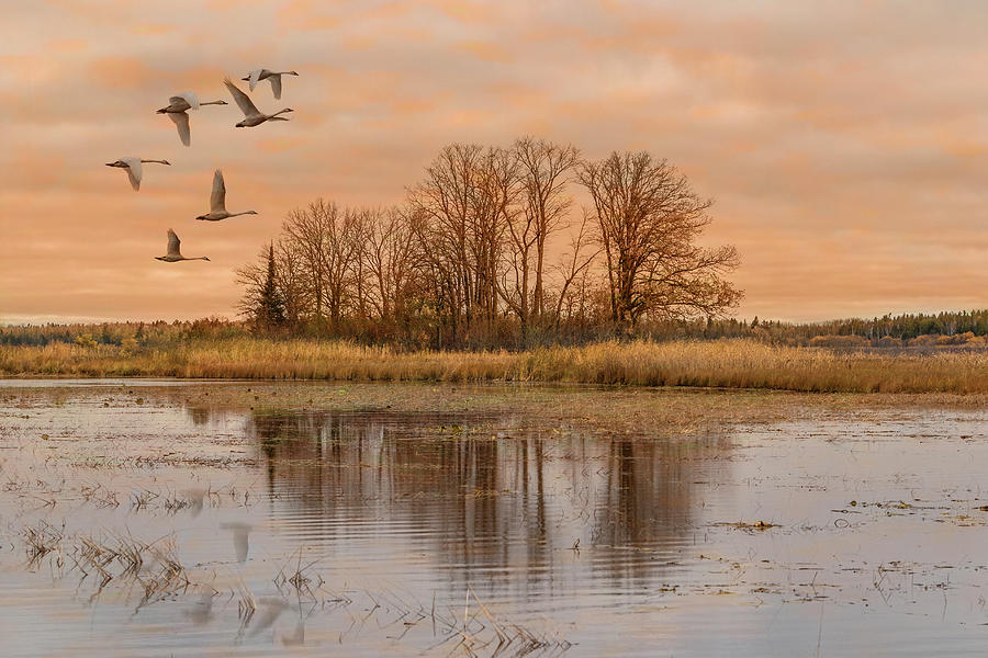 Migrating Swans with Sunrise Photograph by Patti Deters