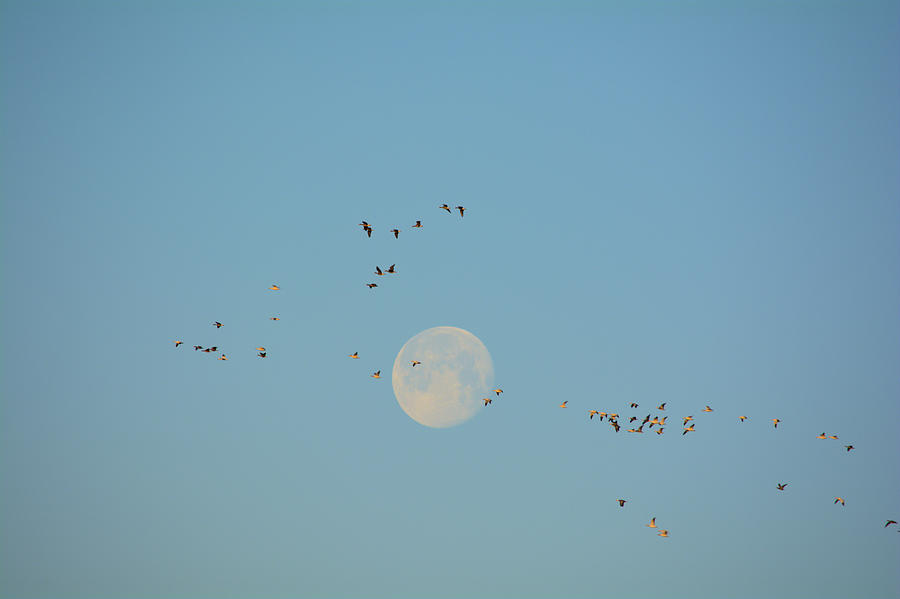 Migrating to the Moon Photograph by Bonfire Photography - Fine Art America