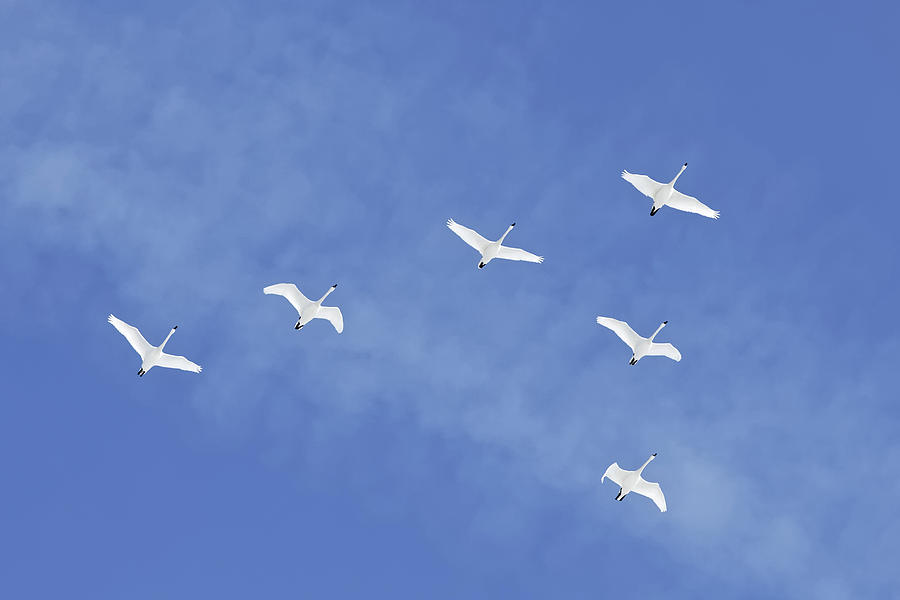 Migrating Tundra Swans Fly in Formation Photograph by Delmas Lehman