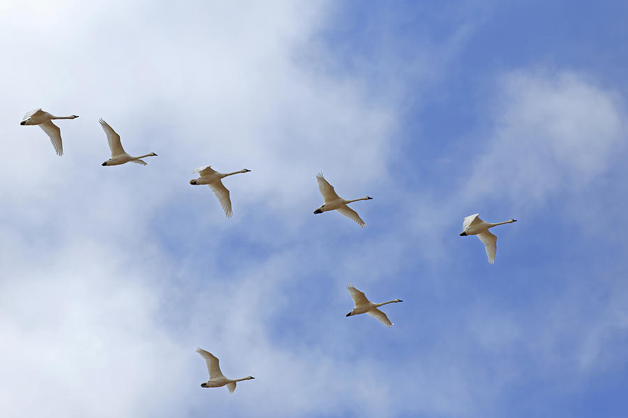 Migrating Tundra Swans Fly in V- formation Photograph by Delmas Lehman ...