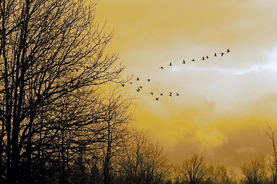 Migration in the Golden Light Photograph by Asbed Iskedjian