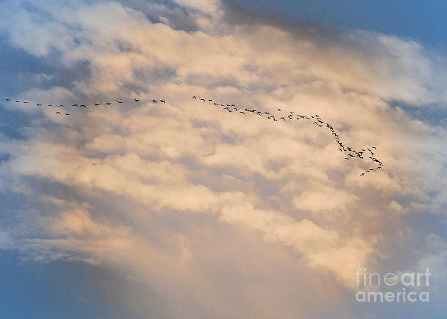 Migration Photograph by Mim White