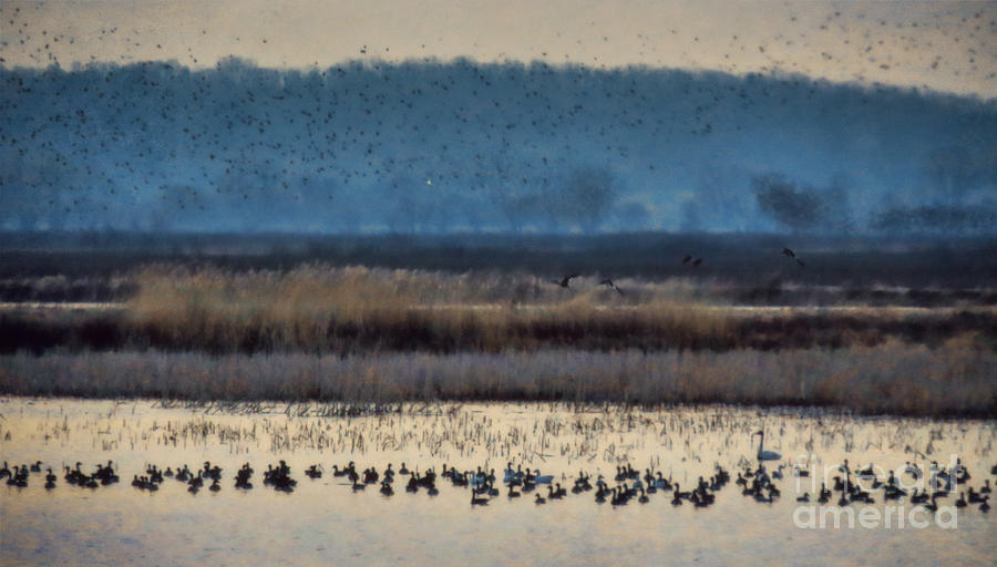 When Ducks Fly Photograph by Elizabeth Winter