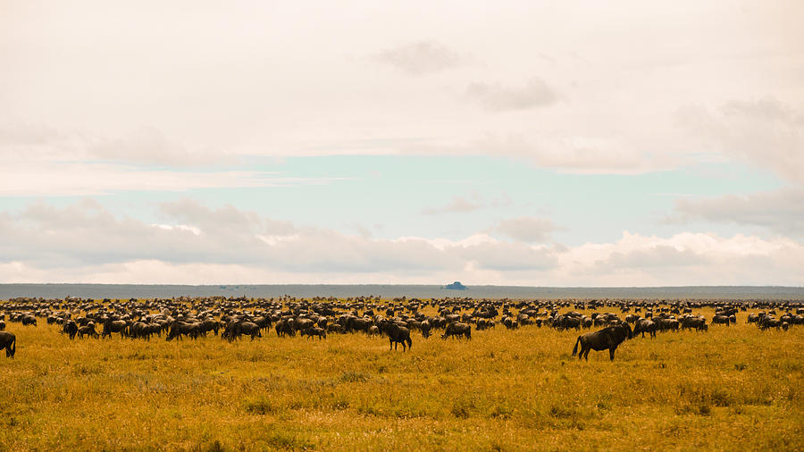 Migration on the Serengeti plains Photograph by Patrick Kain