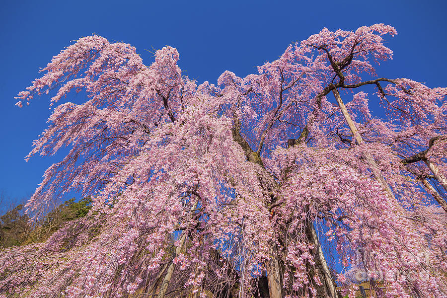 Miharu Takizakura Weeping Cherry30 Photograph by Tatsuya Atarashi