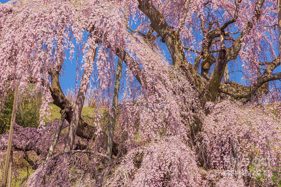 Miharu Takizakura Weeping Cherry42 Photograph by Tatsuya Atarashi ...