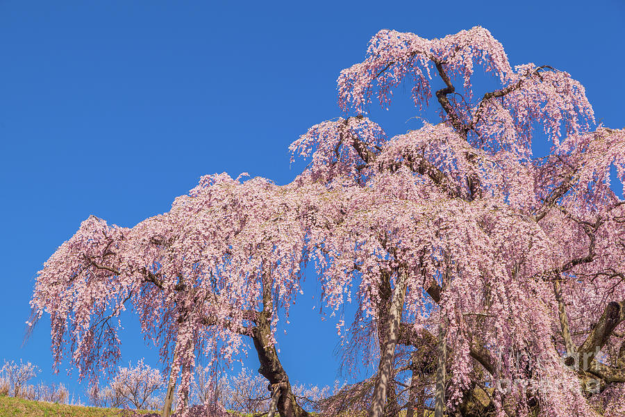 Miharu Takizakura Weeping Cherry43 Photograph by Tatsuya Atarashi ...