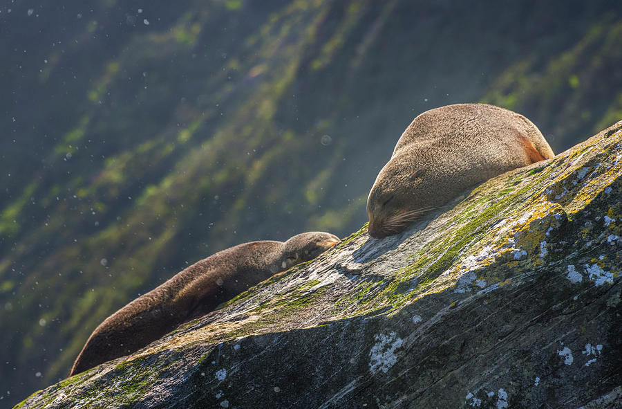 Milford Sound New Zealand Fur Seals Photograph by Joan Carroll