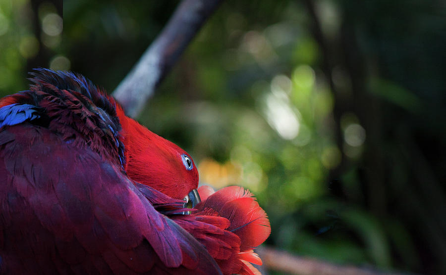 Miksang 4 Parrot Photograph by Theresa Tahara