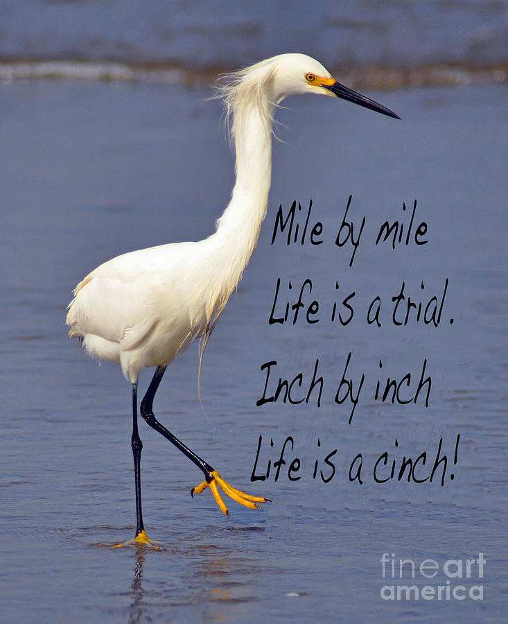 Mile by mile, life is a trial.  Inch by inch, life is a cinch. Photograph by Debby Pueschel