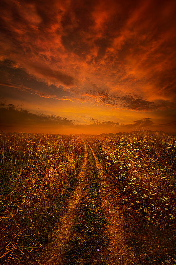 Flower Photograph - Miles and Miles Away by Phil Koch