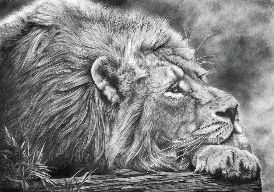 Wildlife Drawing - Miles Away by Peter Williams