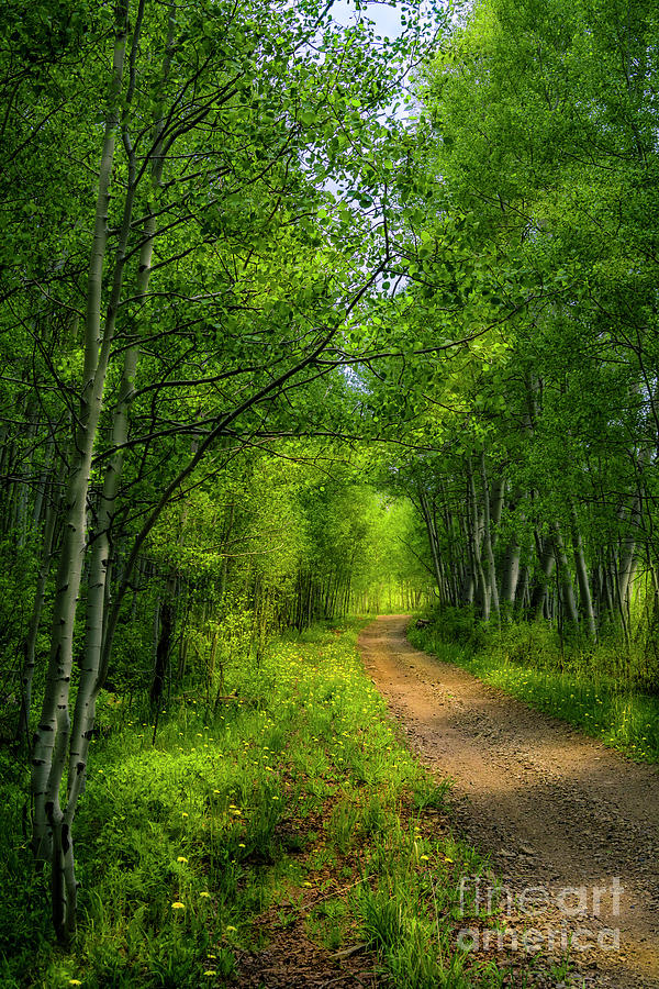 Miles of Green Photograph by The Forests Edge Photography - Diane Sandoval