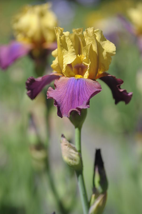 Milestone 1.The Beauty of Irises Photograph by Jenny Rainbow