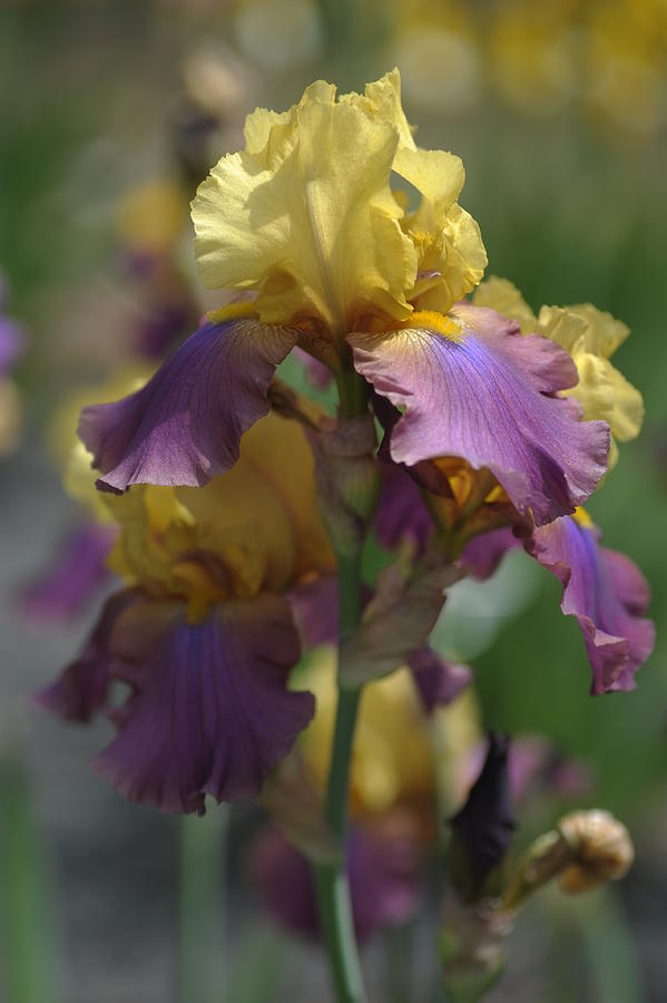 Iris Photograph - Milestone.The Beauty of Irises by Jenny Rainbow
