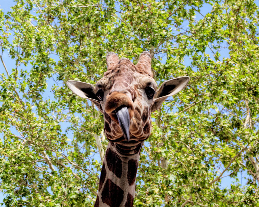 Miley Giraffe Photograph