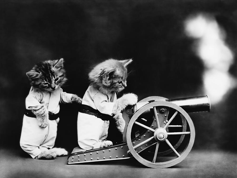 Military Cats Firing A Cannon - Fire - Harry Whittier Frees Photograph by War Is Hell Store