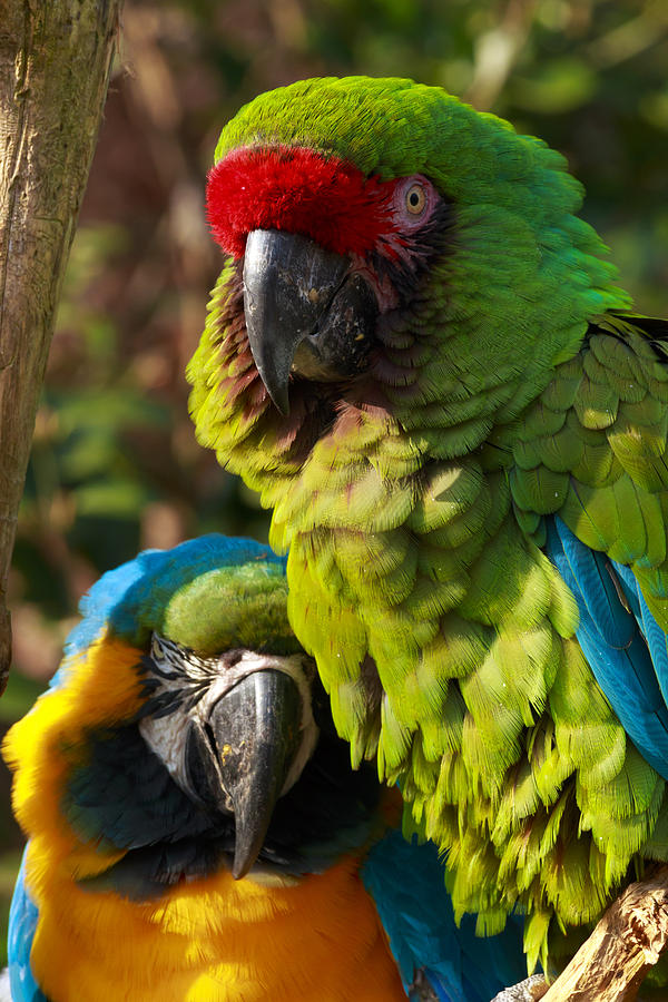 Military Macaw and Blue-and-Gold Macaw Photograph by Travis Rogers