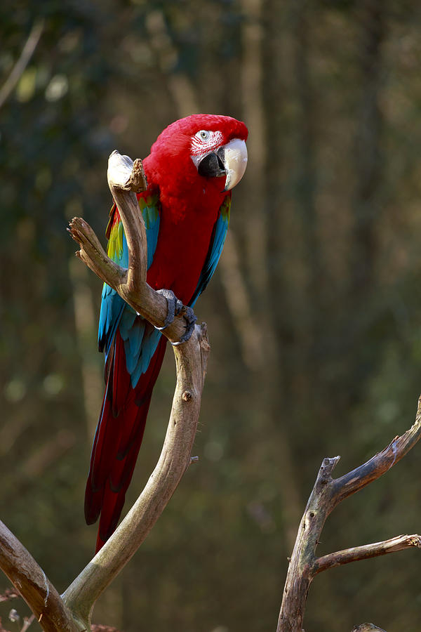 Military Macaw Photograph by Travis Rogers
