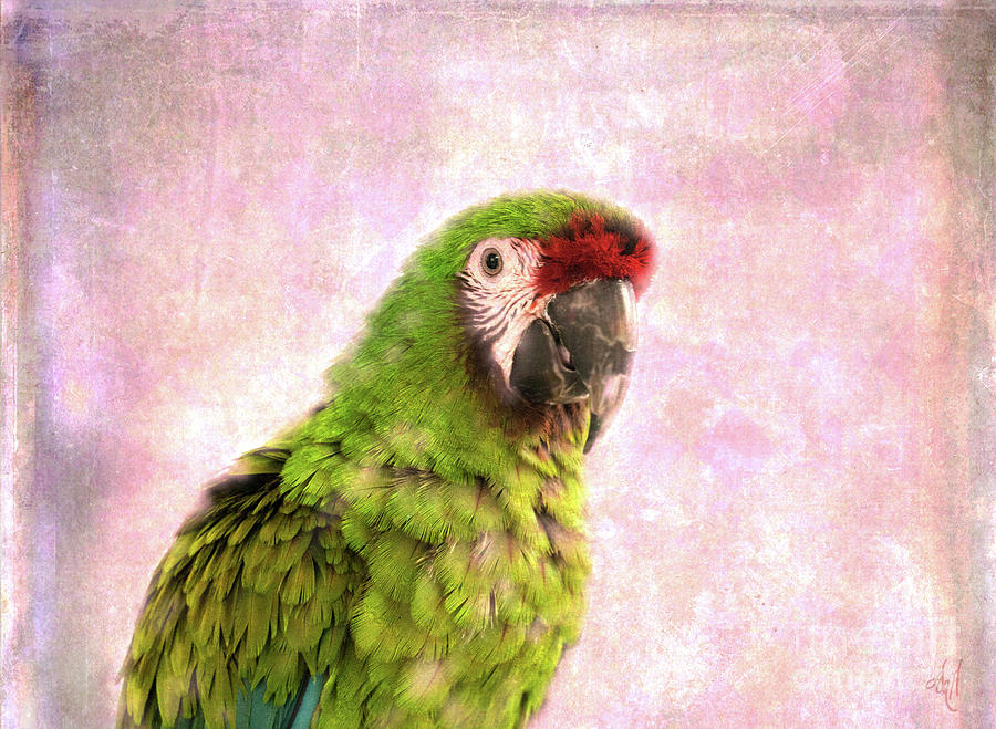 Military Macaw Digital Art by Victoria Harrington