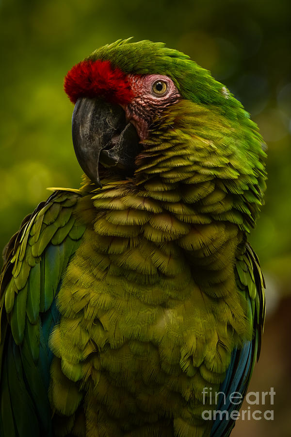 Military macaw Photograph by Zina Stromberg