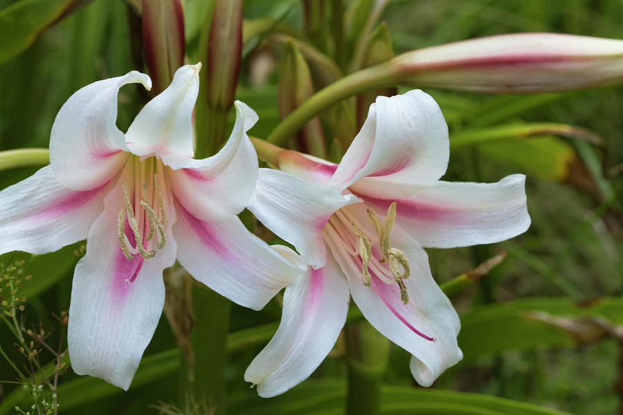 Milk and Wine Confederate Lily Photograph by Kathy Clark
