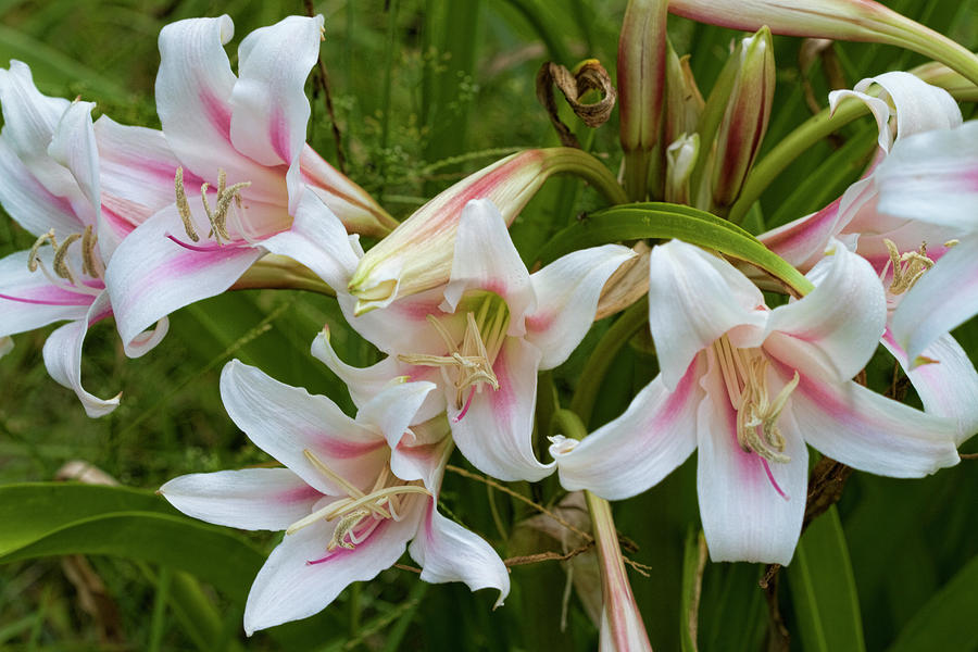 Milk and Wine Lily  Photograph by Kathy Clark