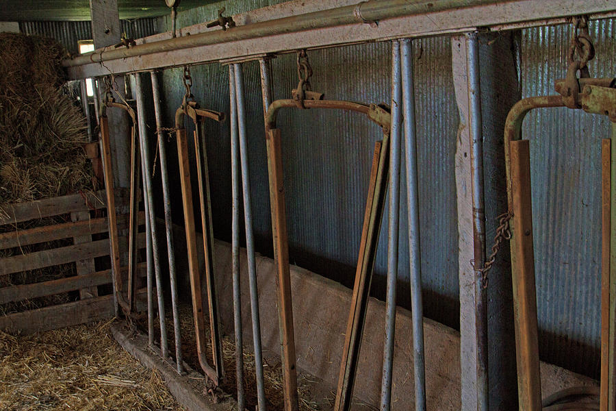 Milk Barn Stanchions Photograph by Alana Thrower
