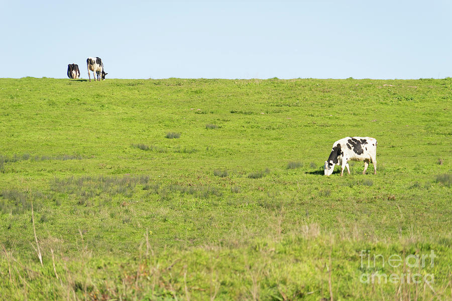 Milk Cow At Point Reyes National Seashore California DSC4882 Photograph by Wingsdomain Art and Photography