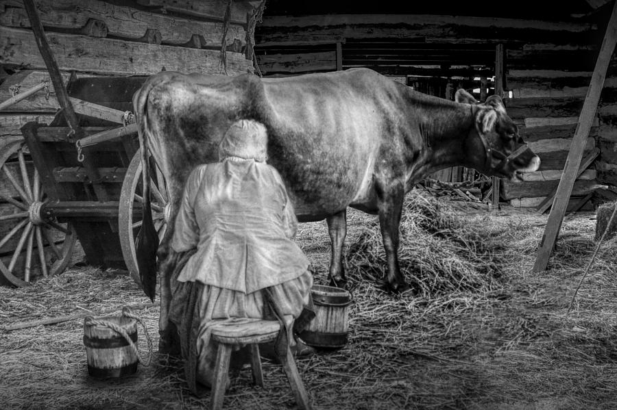 Milk Maid Milking A Cow In The Barn In Black And White Photograph By