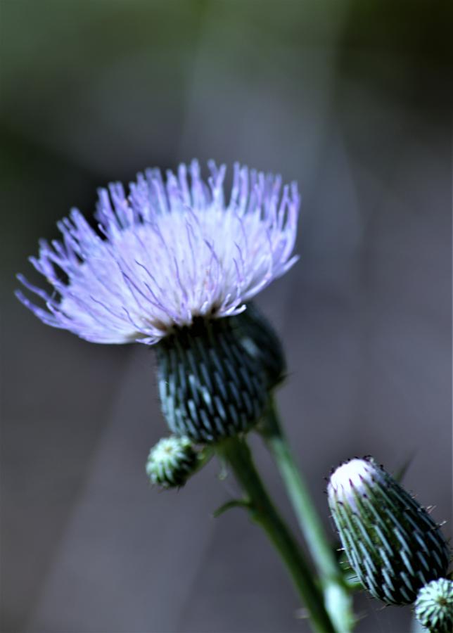 Milk Thistle and Buds Photograph by Warren Thompson